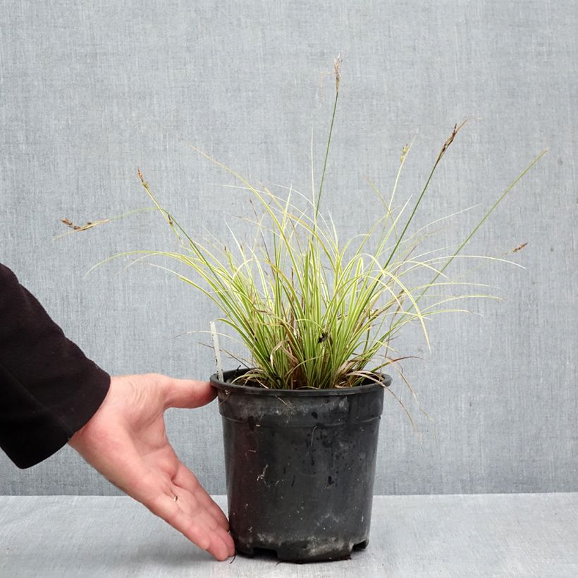 Amostra de Carex brunnea Aureovariegata Vaso de 2 L/3 L tal como entregue no outono