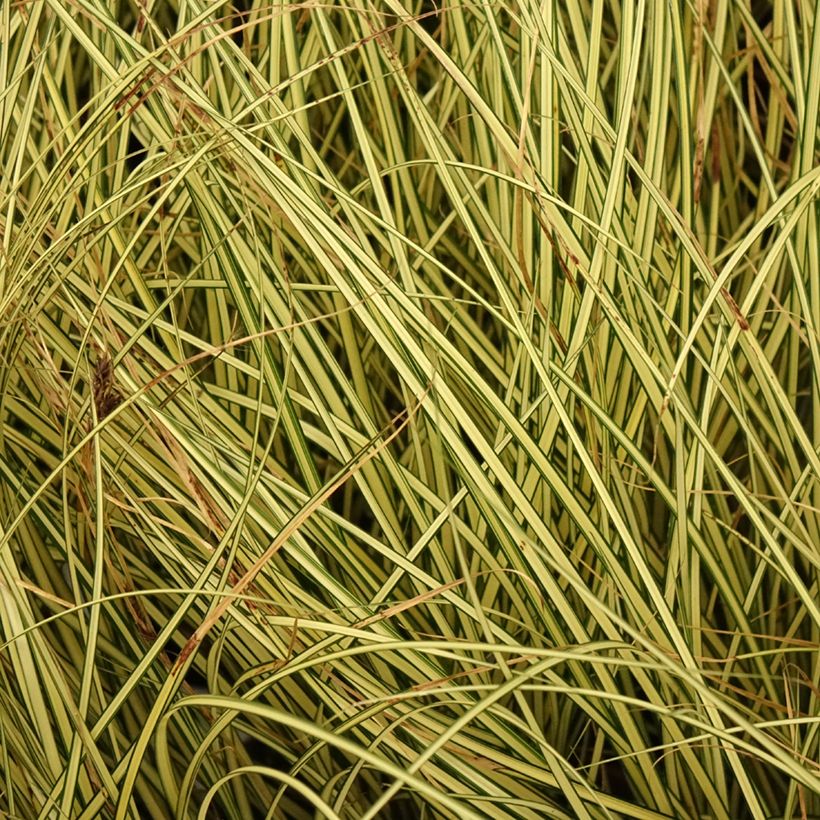 Carex brunnea Jenneke (Folhagem)