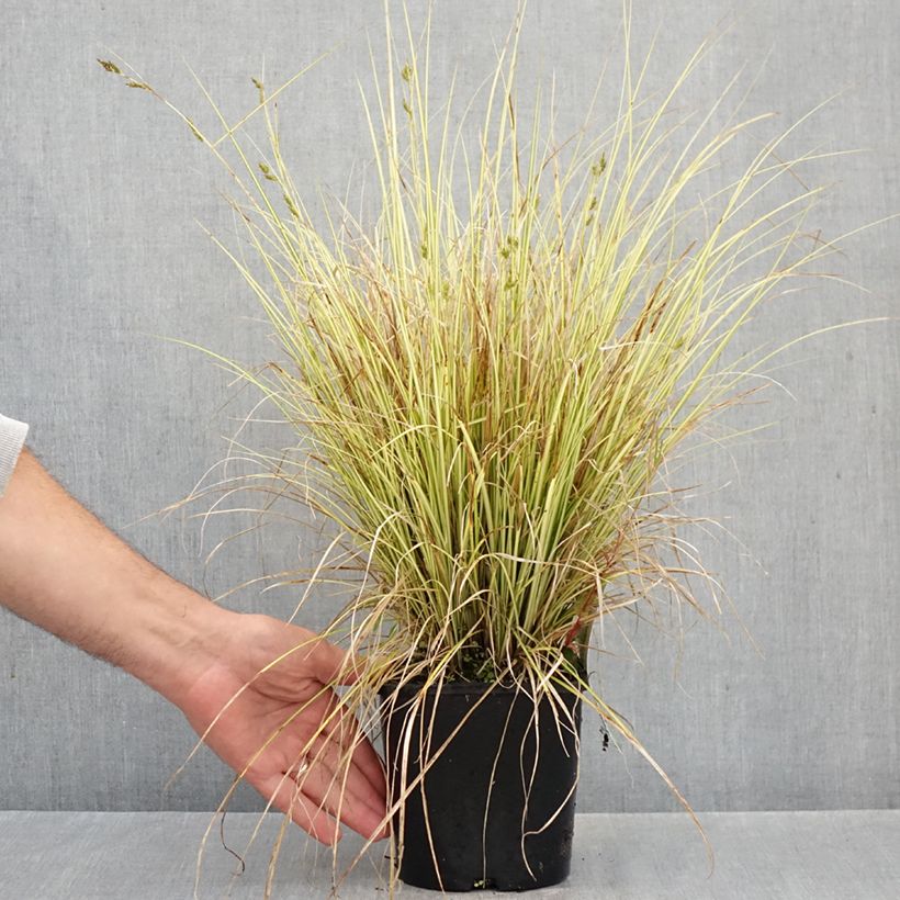 Amostra de Carex brunnea Jenneke Vaso de 2 L/3 L tal como entregue no outono