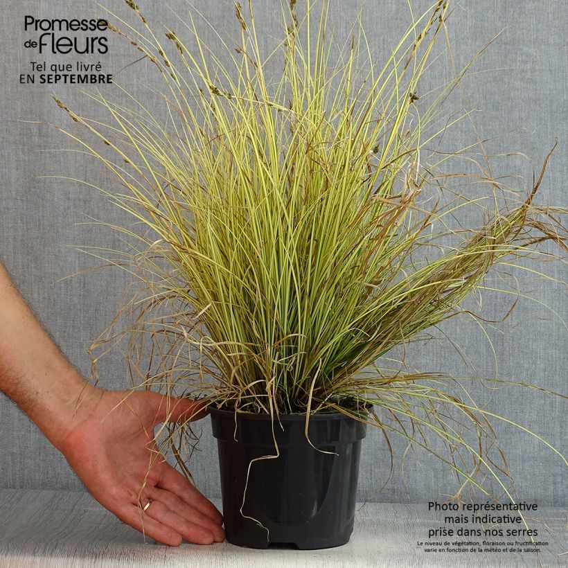Amostra de Carex brunnea Jenneke Vaso de 2 L/3 L tal como entregue no verão