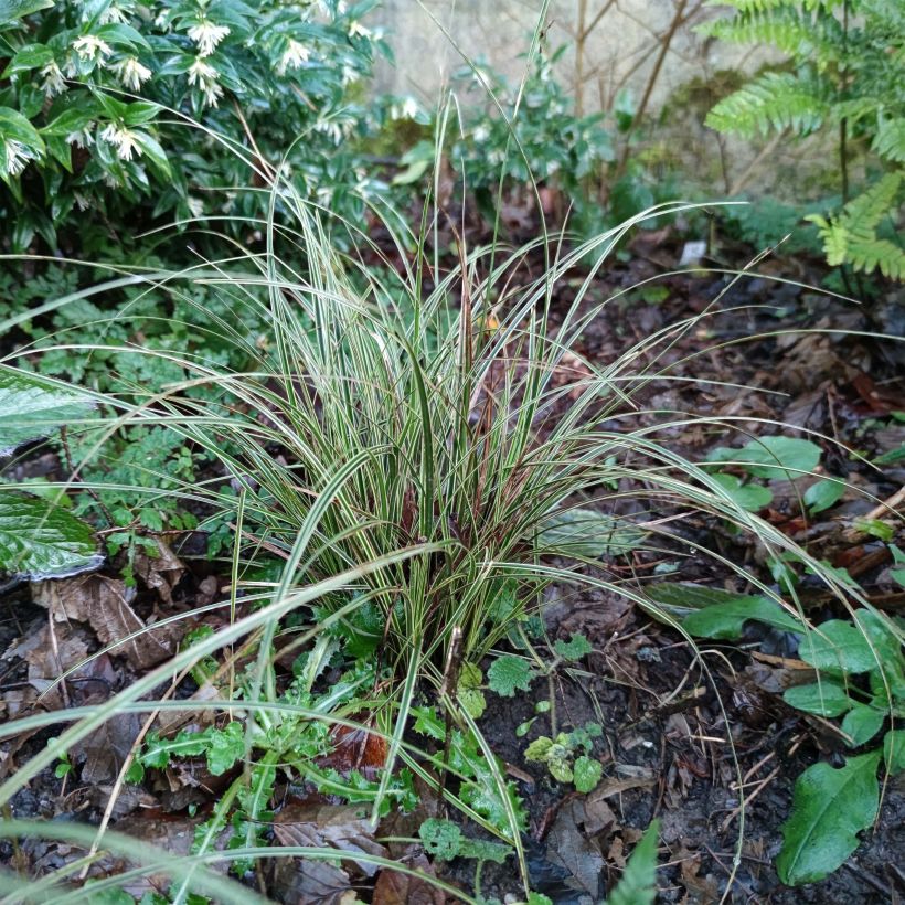 Carex brunnea Variegata (Hábito)