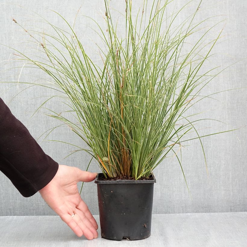Amostra de Carex brunnea Variegata Vaso de 2 L/3 L tal como entregue no outono
