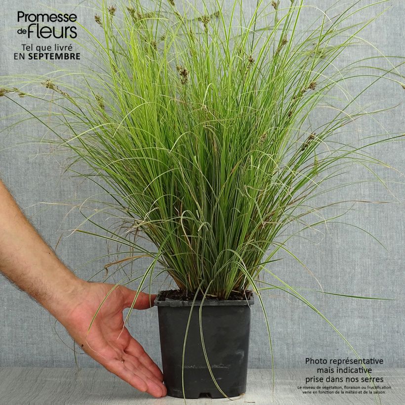 Amostra de Carex brunnea Variegata Vaso de 2 L/3 L tal como entregue no verão