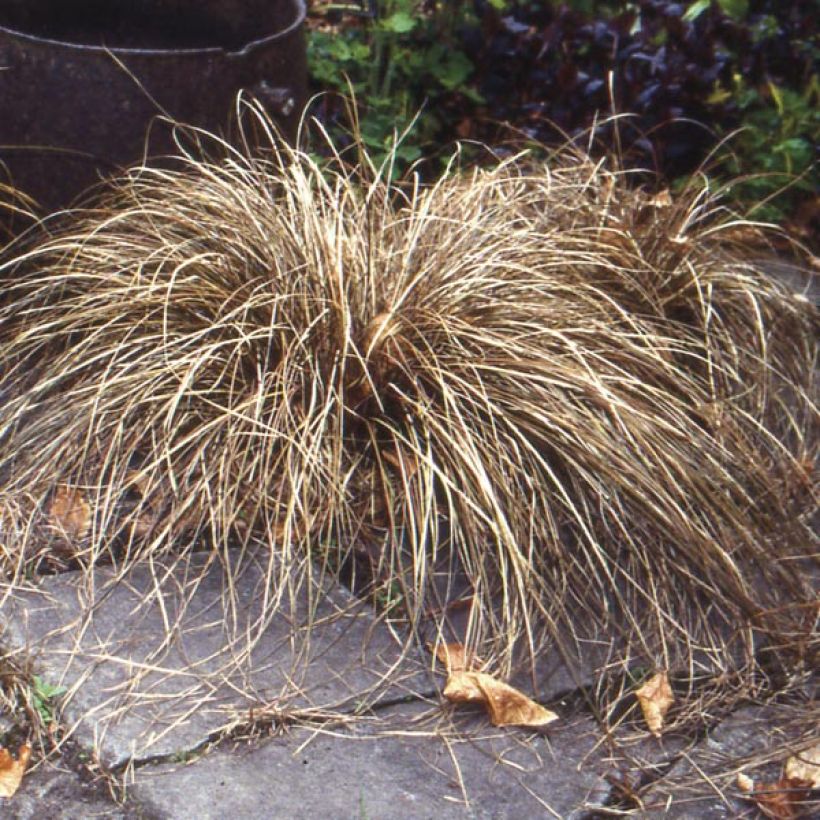 Carex buchananii (Hábito)