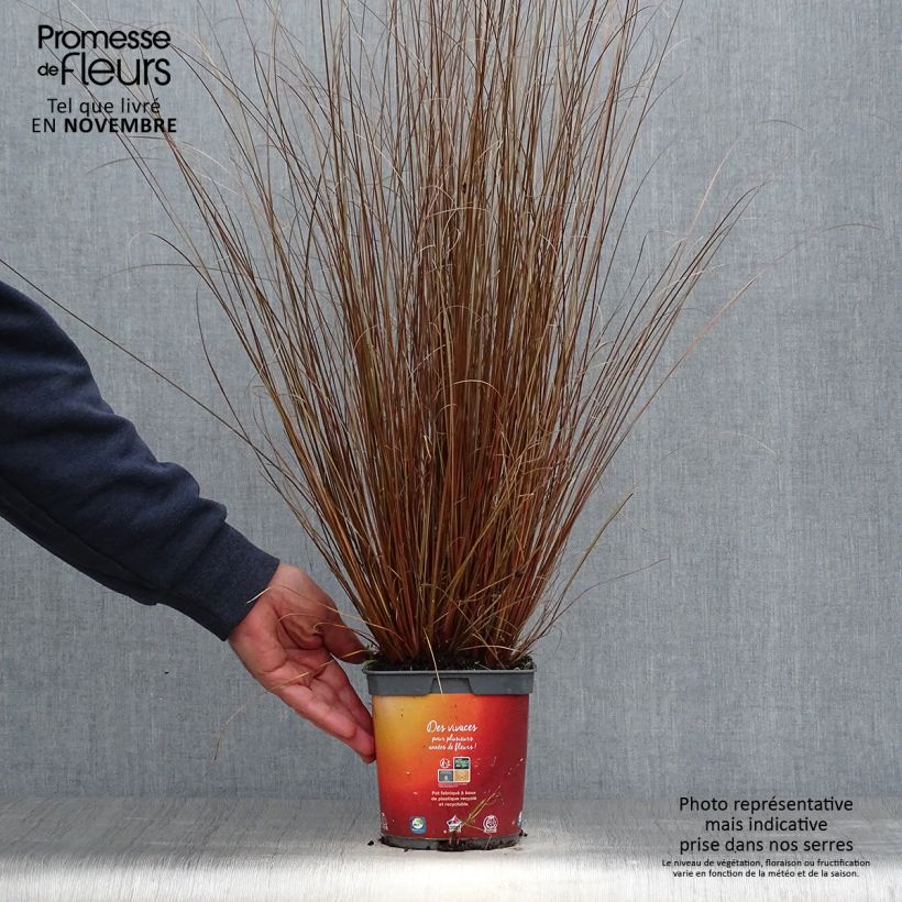 Amostra de Carex buchananii Vaso de 2 L/3 L tal como entregue no outono