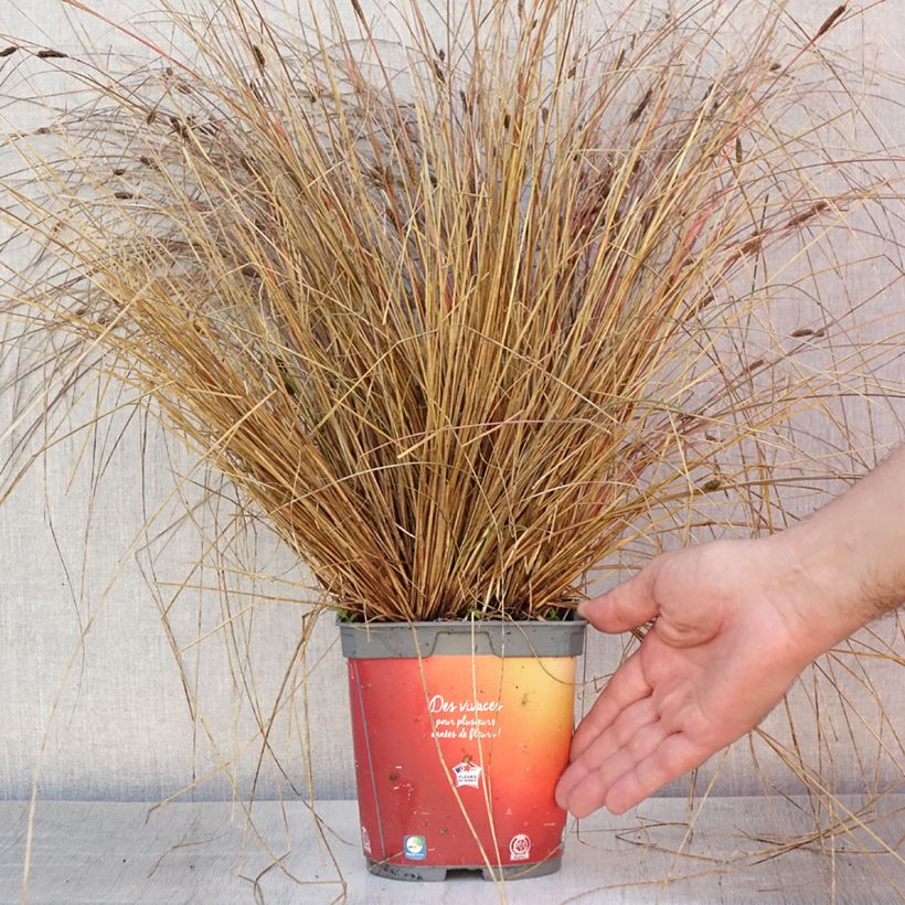 Amostra de Carex buchananii Vaso de 2 L/3 L tal como entregue no verão