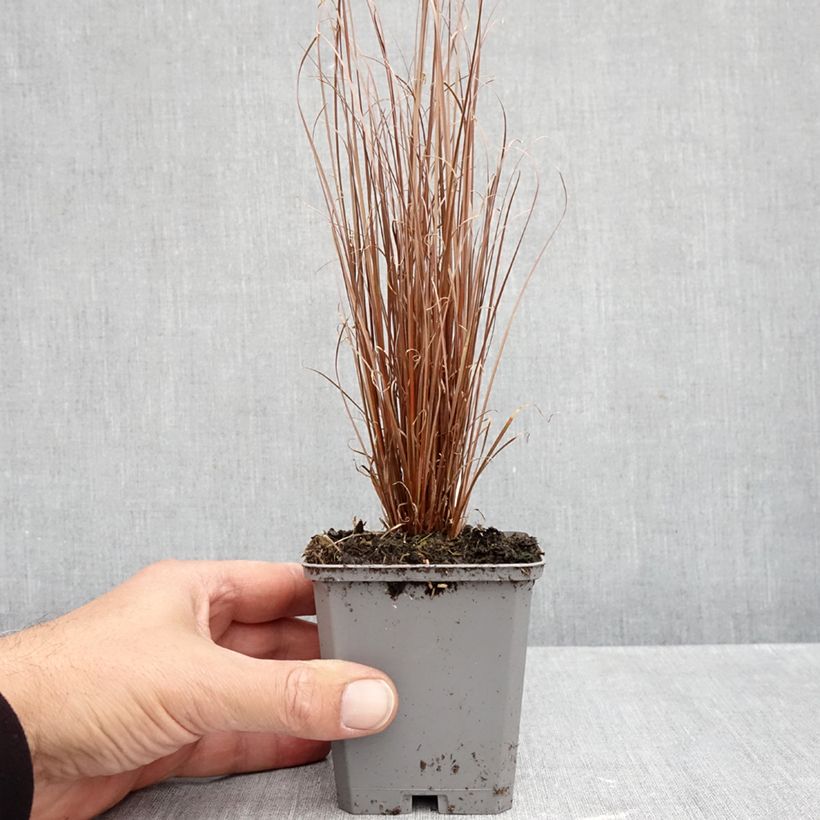 Amostra de Carex buchananii Red Rooster Vaso de 8/9 cm tal como entregue no outono