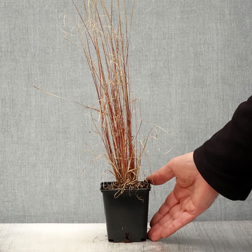 Amostra de Carex buchananii Red Rooster Vaso de 8/9 cm tal como entregue na primavera