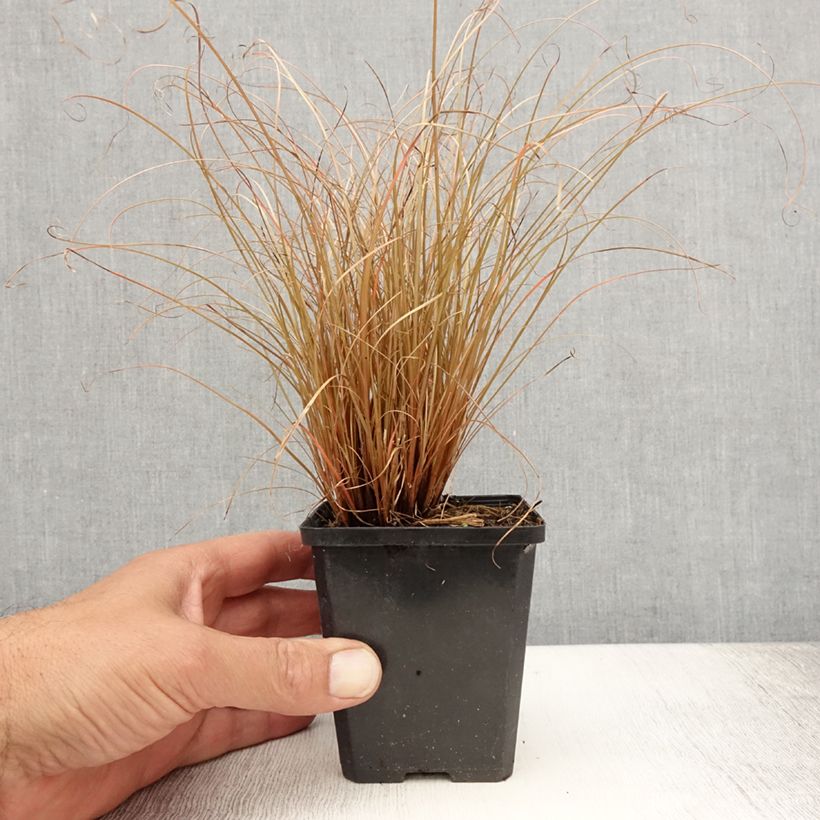 Amostra de Carex comans Bronco Vaso de 8/9 cm tal como entregue no verão