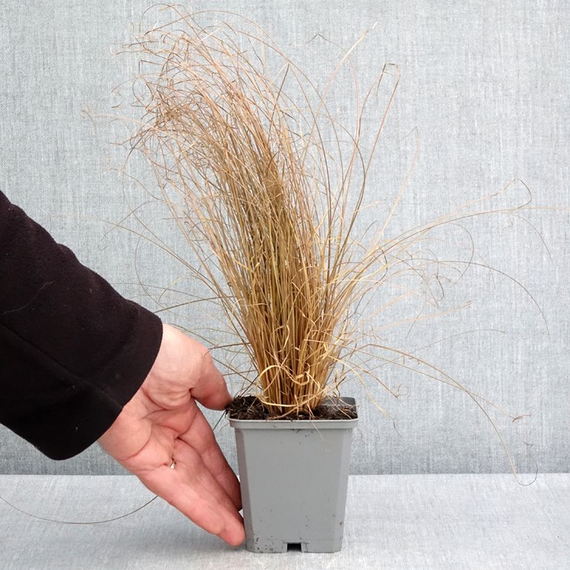 Amostra de Carex comans Bronco Vaso de 8/9 cm tal como entregue na primavera