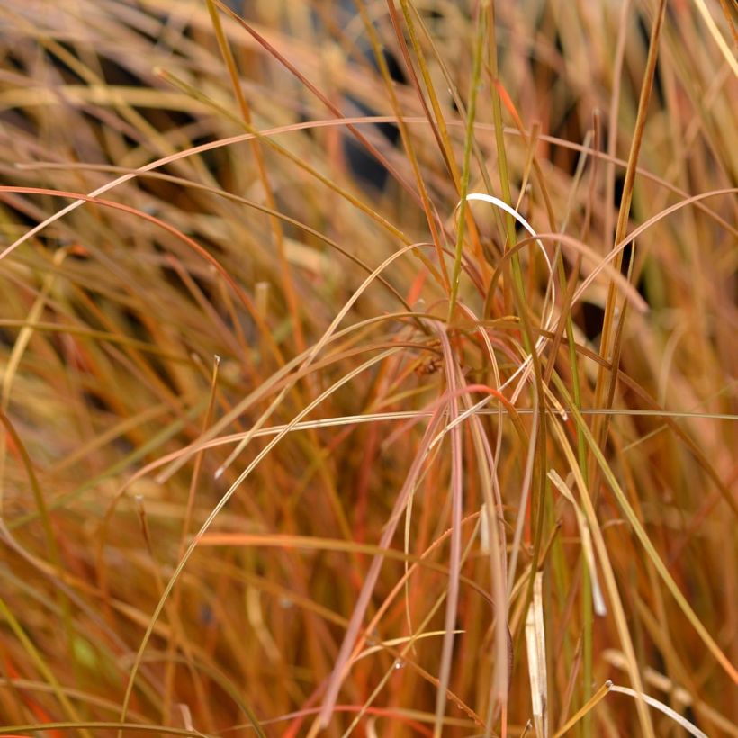 Carex comans Bronze Form (Folhagem)