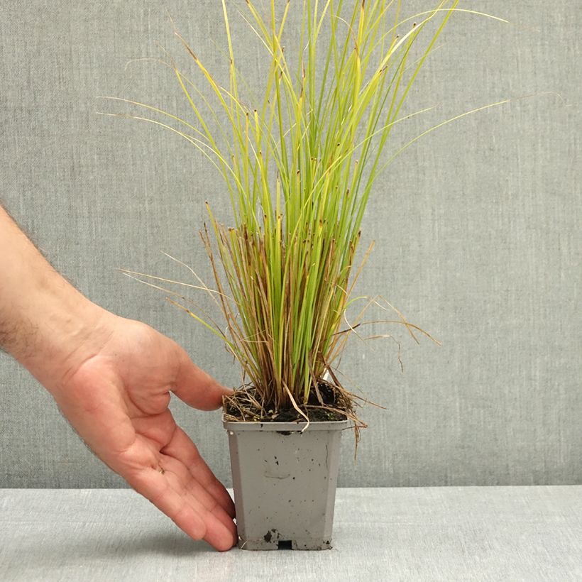Amostra de Carex comans Phoenix Green Vaso de 8/9 cm tal como entregue no verão