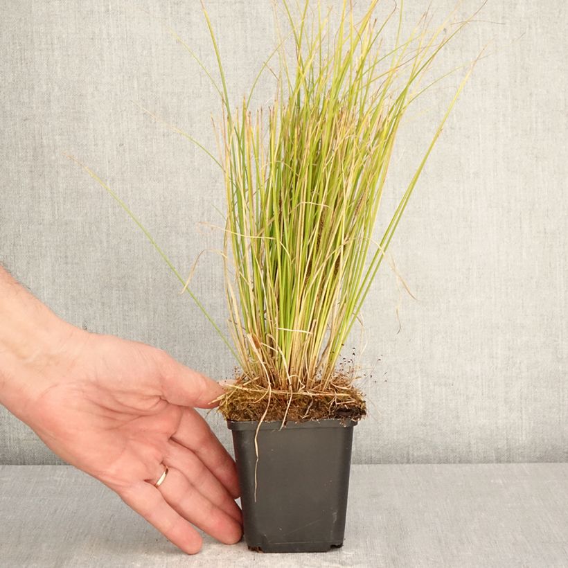 Amostra de Carex comans Phoenix Green Vaso de 8/9 cm tal como entregue na primavera