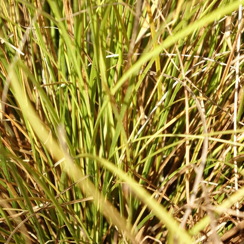 Carex comans Phoenix Green (Folhagem)
