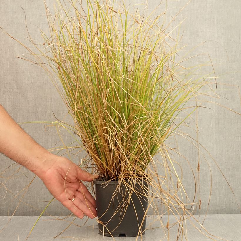 Amostra de Carex comans Phoenix Green Vaso de 1,5 L/2 L tal como entregue no verão