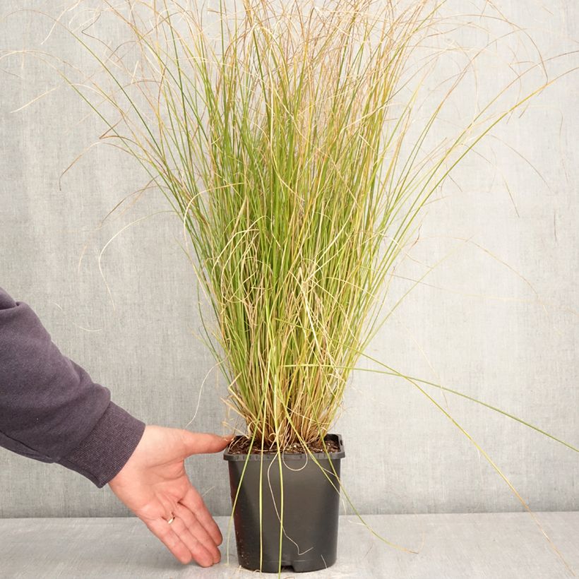 Amostra de Carex comans Phoenix Green Vaso de 1,5 L/2 L tal como entregue na primavera