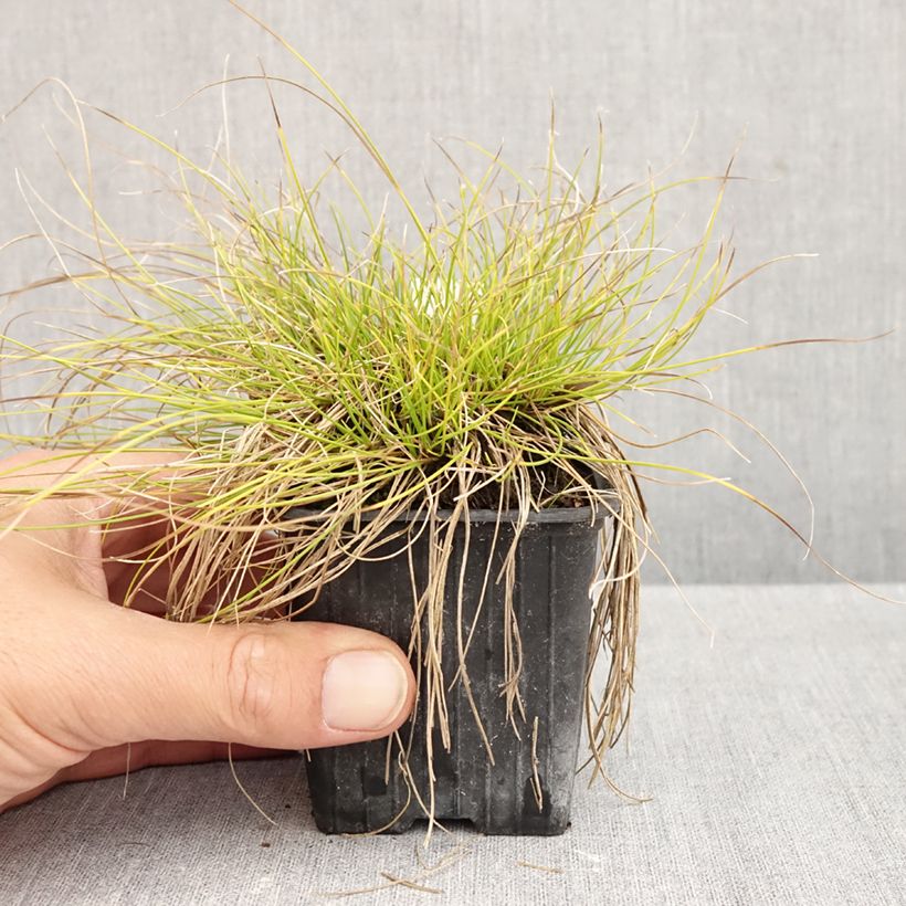 Amostra de Carex davalliana Vaso de 8/9 cm tal como entregue no outono