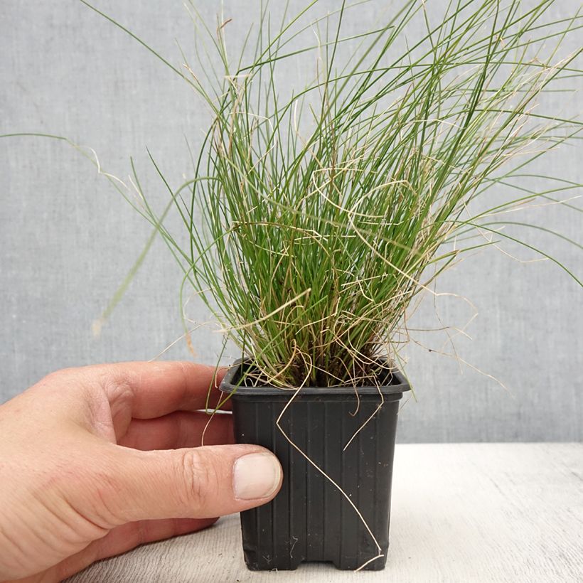 Amostra de Carex davalliana - Laîche de Davall Godet de 8/9 cm tal como entregue na primavera
