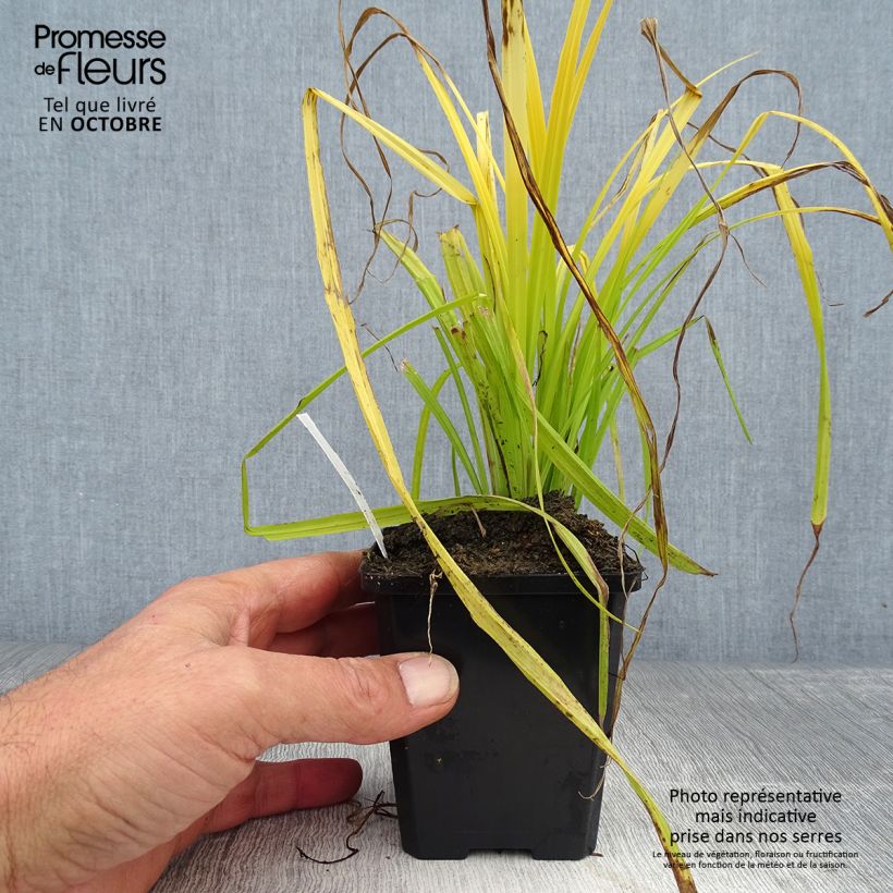 Amostra de Carex elata Aurea Vaso de 8/9 cm tal como entregue no outono