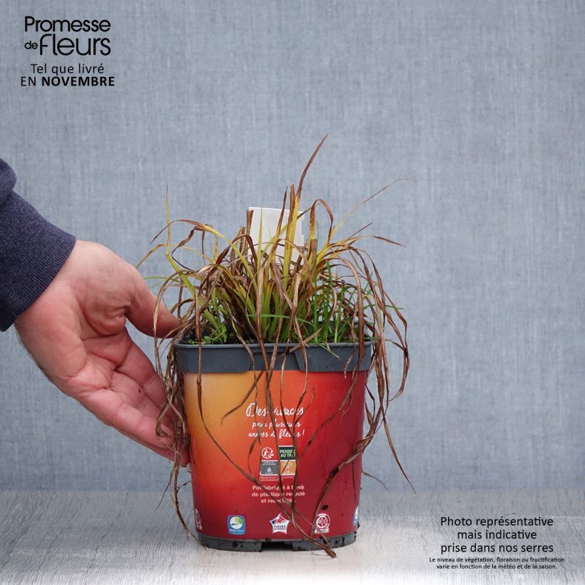 Amostra de Carex elata Aurea Vaso de 2 L/3 L tal como entregue no outono