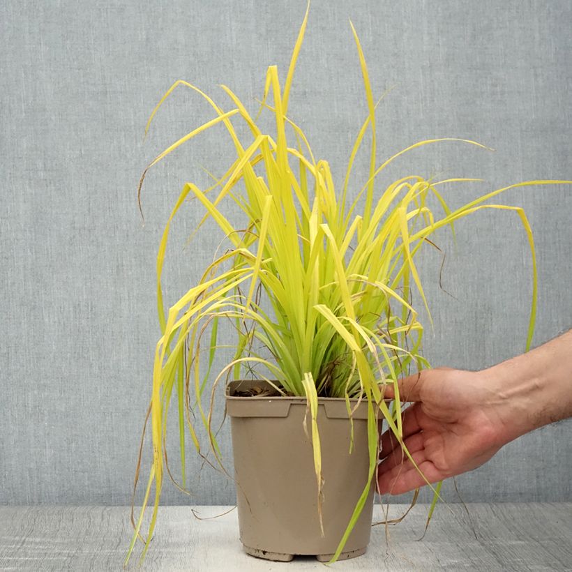 Amostra de Carex elata Aurea Vaso de 2 L/3 L tal como entregue no verão
