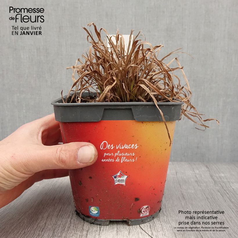 Amostra de Carex elata Aurea - Laîche dorée Vaso de 2 L/3 L tal como entregue no inverno