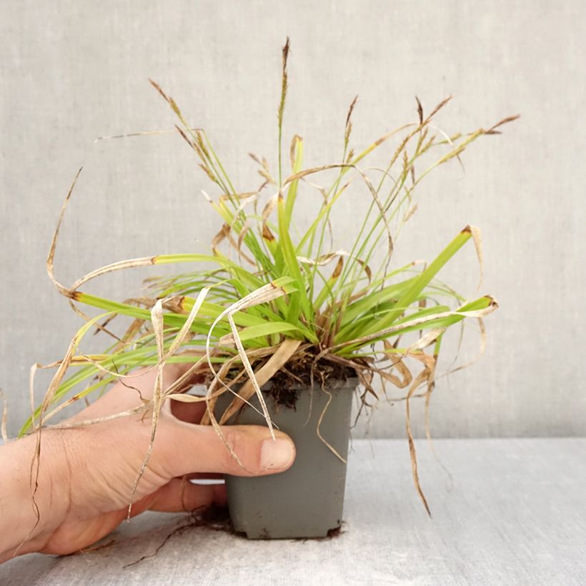Amostra de Carex oshimensis EverColor Everlite Vaso de 8/9 cm tal como entregue na primavera