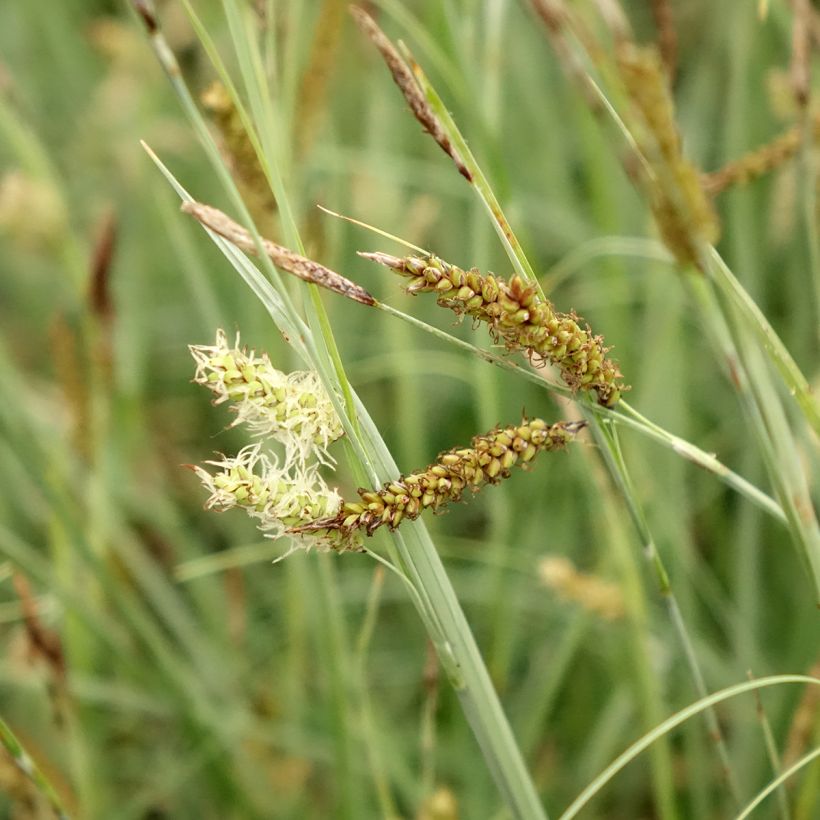 Carex flacca Blue Zinger (Floração)