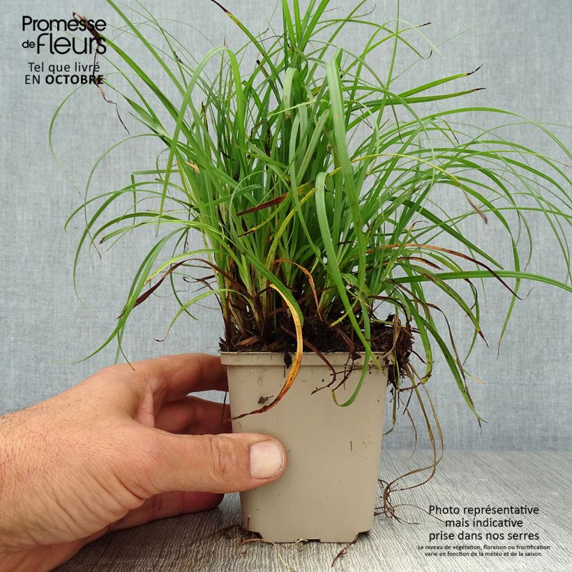 Amostra de Carex flacca Vaso de 8/9 cm tal como entregue no outono