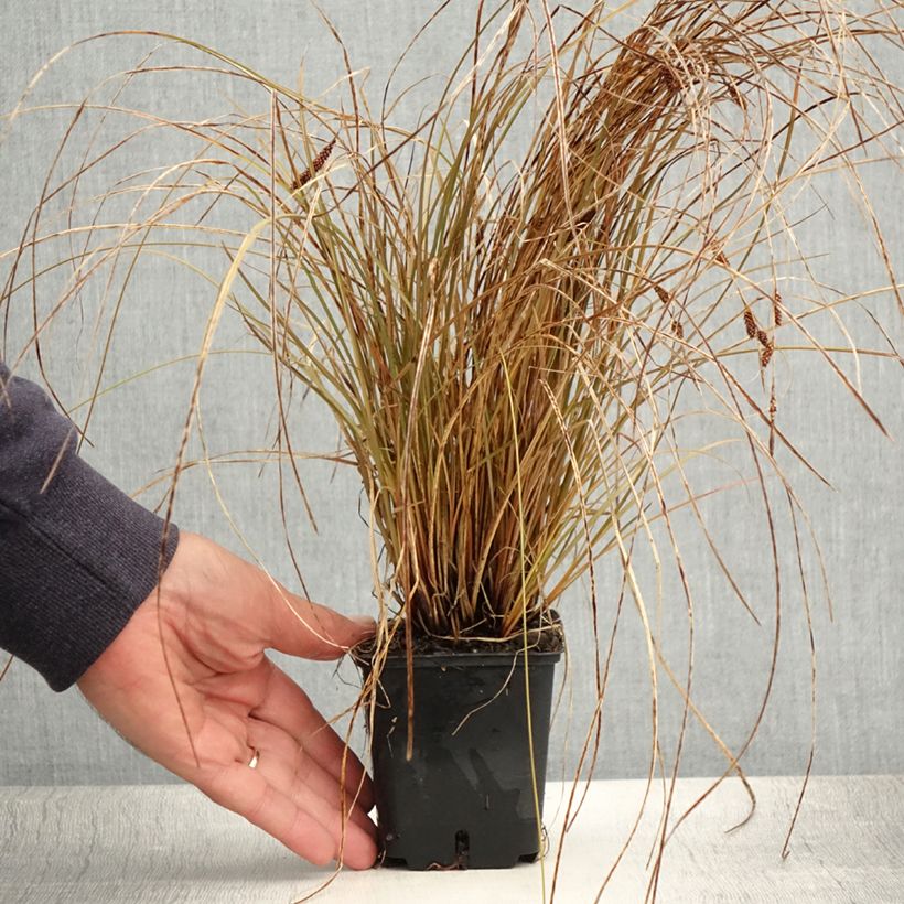 Amostra de Carex flagellifera Bronzita Vaso de 8/9 cm tal como entregue no verão