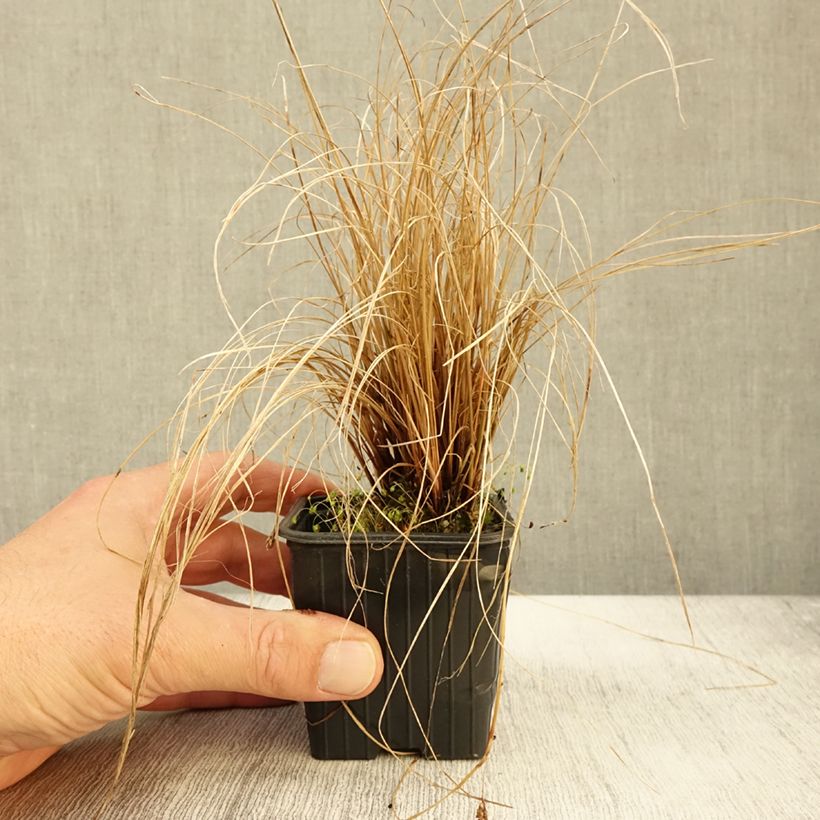 Amostra de Carex flagellifera Vaso de 8/9 cm tal como entregue no outono