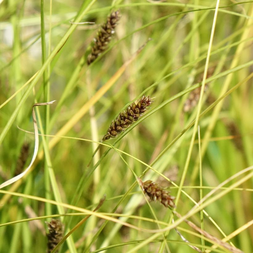 Carex flagellifera Kiwi (Floração)