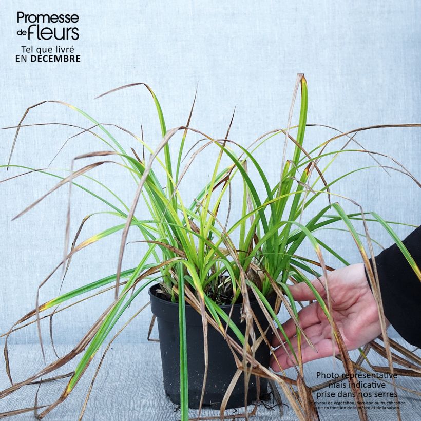 Amostra de Carex grayi - Laîche massue Pot de 2L/3L tal como entregue no outono