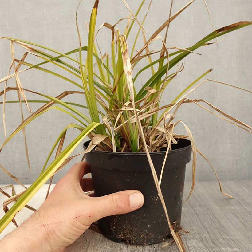 Amostra de Carex grayi Vaso de 2 L/3 L tal como entregue na primavera