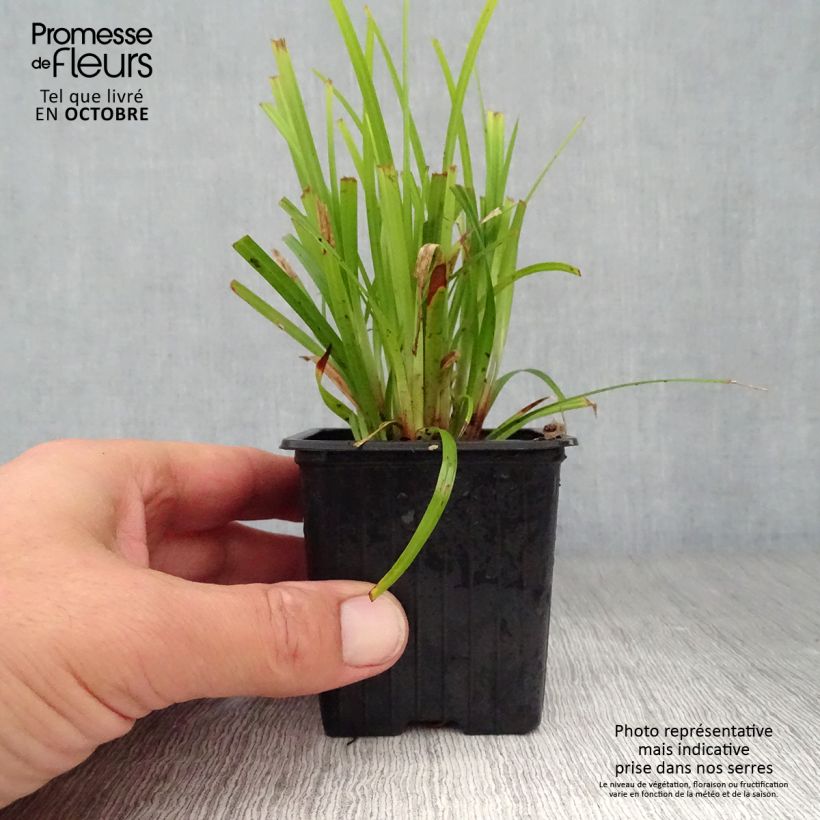 Amostra de Carex grayi Vaso de 8/9 cm tal como entregue no outono