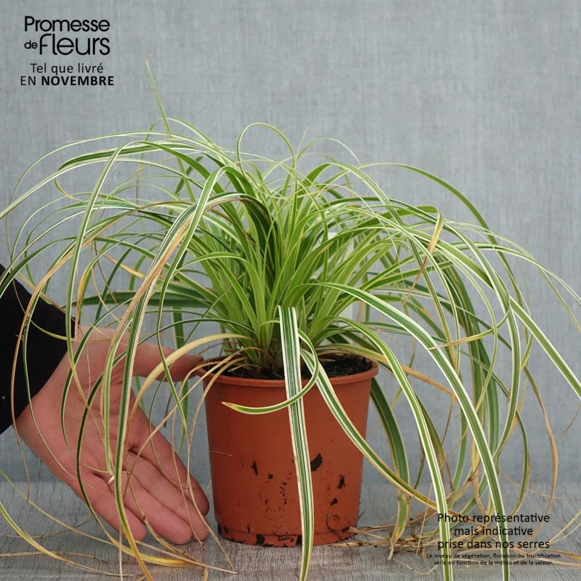 Amostra de Carex × oshimensis Feather Falls Vaso de 1 L/1,5 L tal como entregue no outono