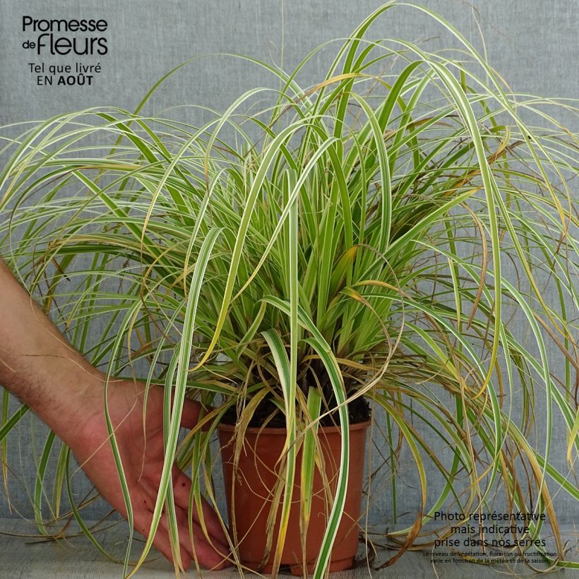Amostra de Carex × oshimensis Feather Falls Vaso de 1 L/1,5 L tal como entregue no verão