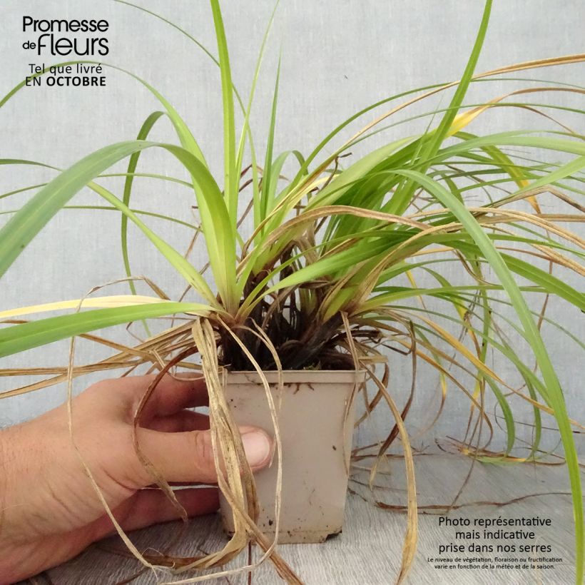Amostra de Carex × oshimensis Feather Falls Vaso de 8/9 cm tal como entregue no outono