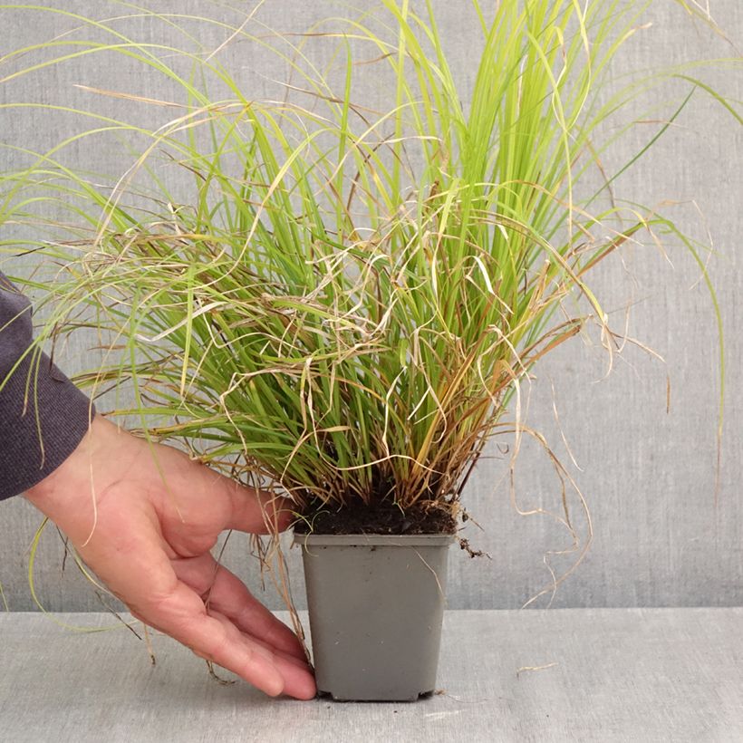 Amostra de Carex lenta Osaka Vaso de 8/9 cm tal como entregue no outono