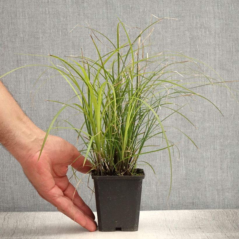 Amostra de Carex lenta Osaka Vaso de 8/9 cm tal como entregue no verão