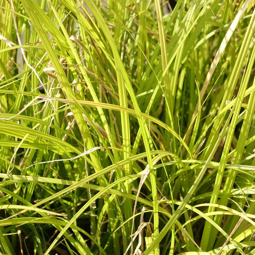 Carex lenta Osaka (Folhagem)