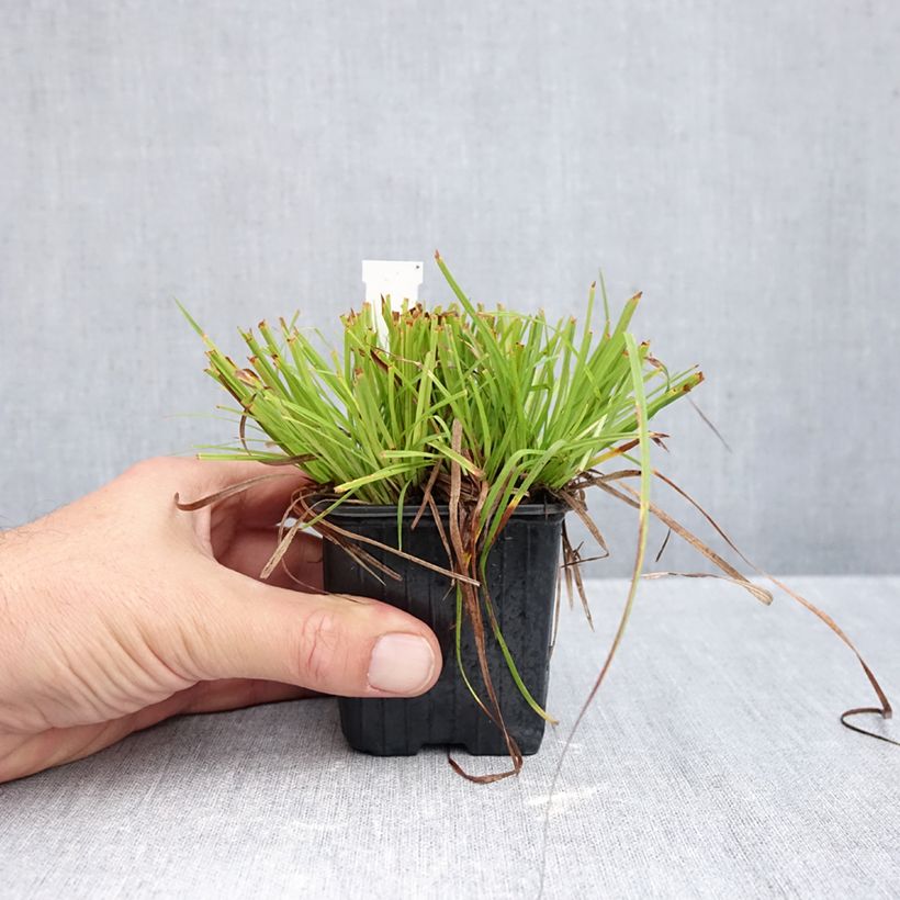 Amostra de Carex montana Vaso de 8/9 cm tal como entregue no outono