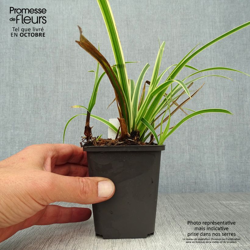 Amostra de Carex morrowii Aureovariegata Vaso de 8/9 cm tal como entregue no outono