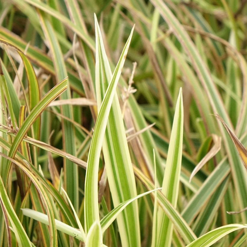 Carex morrowii Goldband (Folhagem)