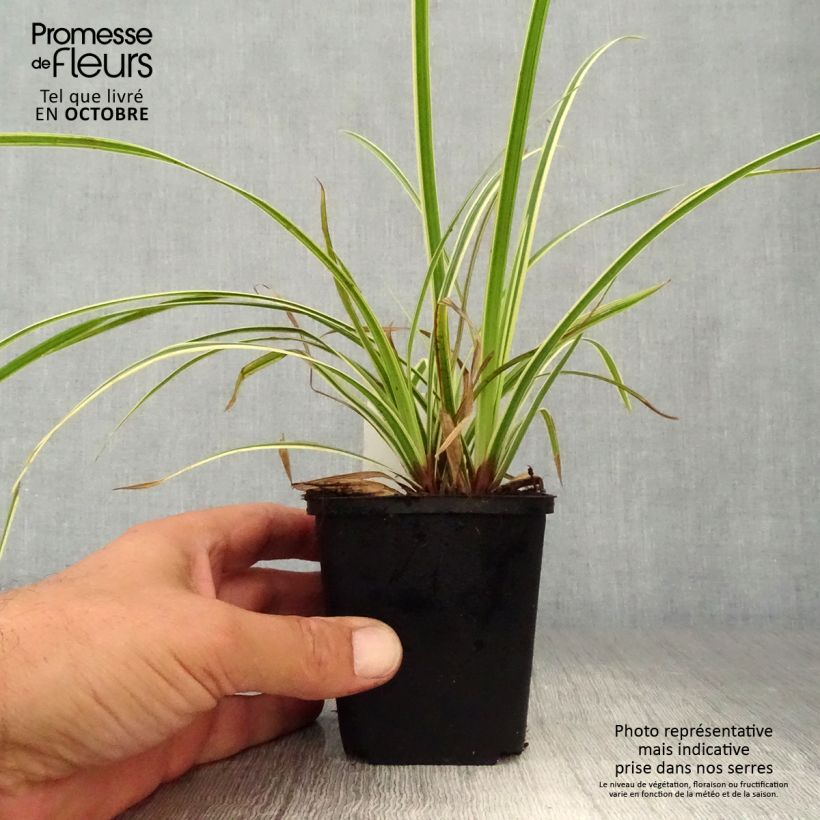Amostra de Carex morrowii Goldband Vaso de 8/9 cm tal como entregue no outono
