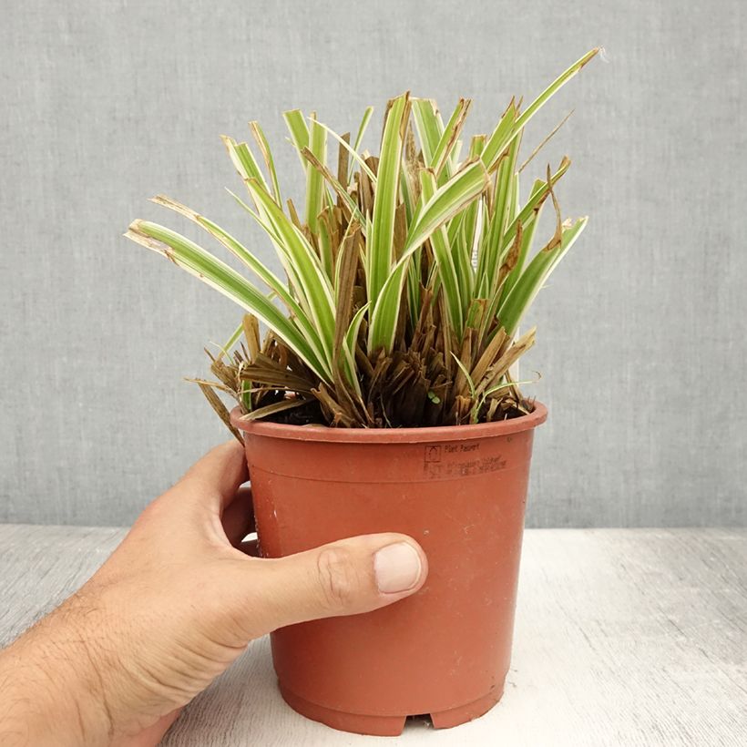 Amostra de Carex morrowii Goldband Vaso de 1 L/1,5 L tal como entregue no verão