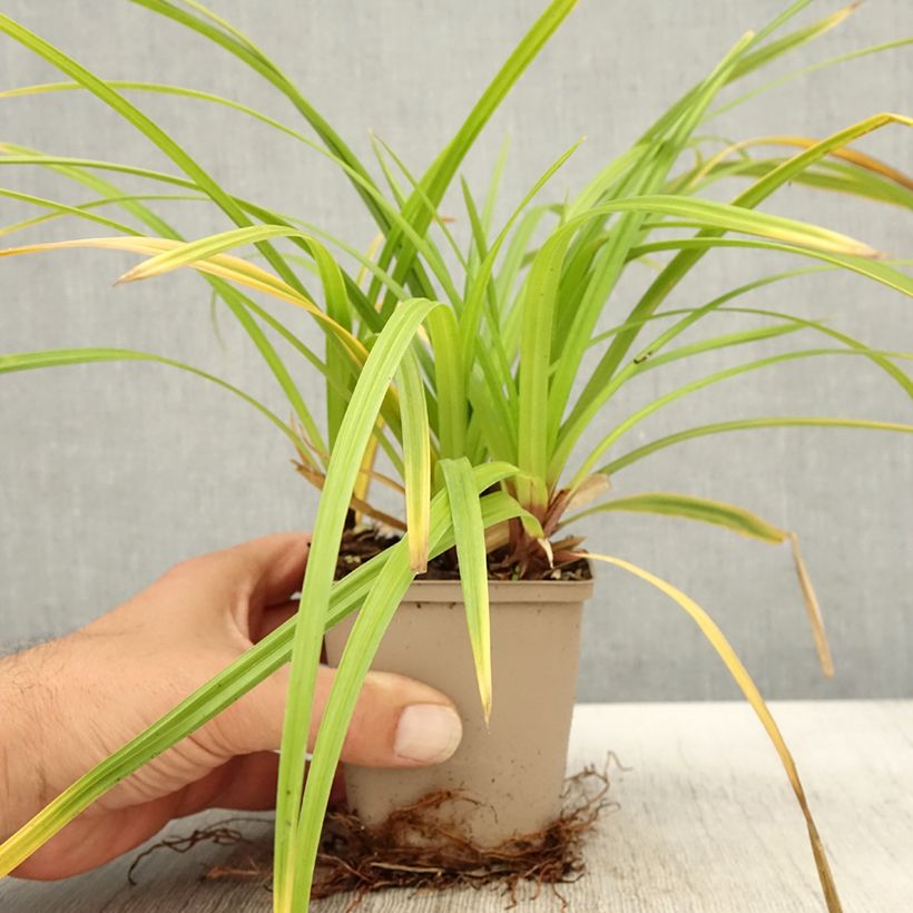 Amostra de Carex morrowii Irish Green Vaso de 8/9 cm tal como entregue no outono