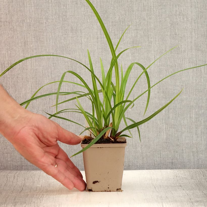 Amostra de Carex morrowii Irish Green Vaso de 8/9 cm tal como entregue no verão