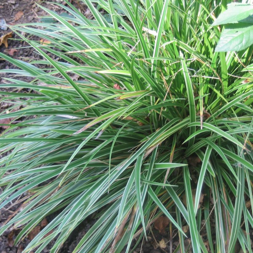 Carex morrowii Variegata (Hábito)