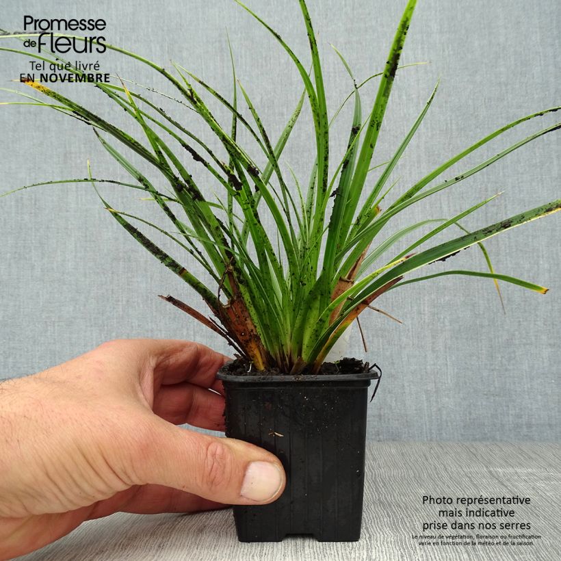 Amostra de Carex morrowii Variegata Vaso de 8/9 cm tal como entregue no outono